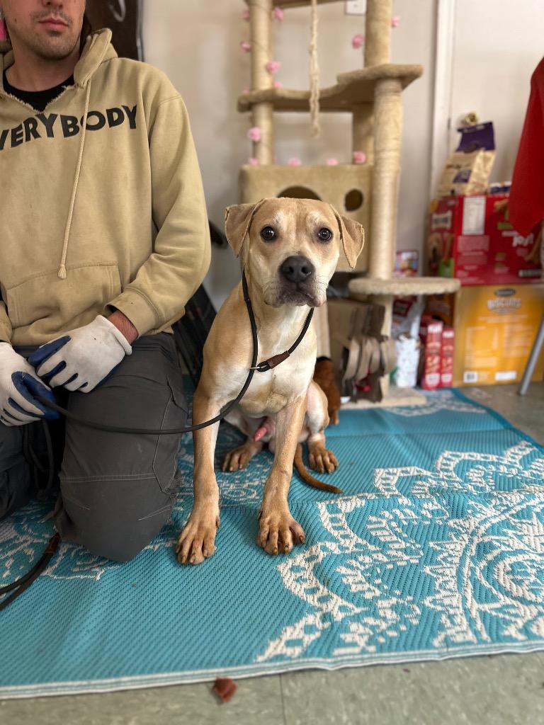 Bumper, a Adoptable mixed breed in Albany, GA image 2/5