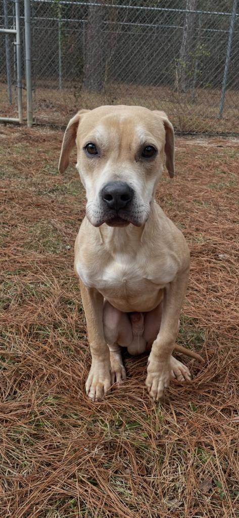 Bumper, a Adoptable mixed breed in Albany, GA image 3/5