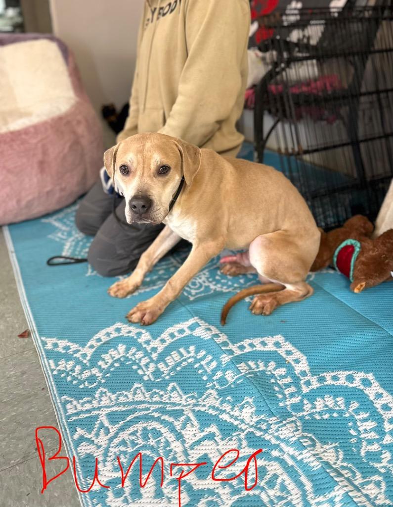 Bumper, a Adoptable mixed breed in Albany, GA image 4/5