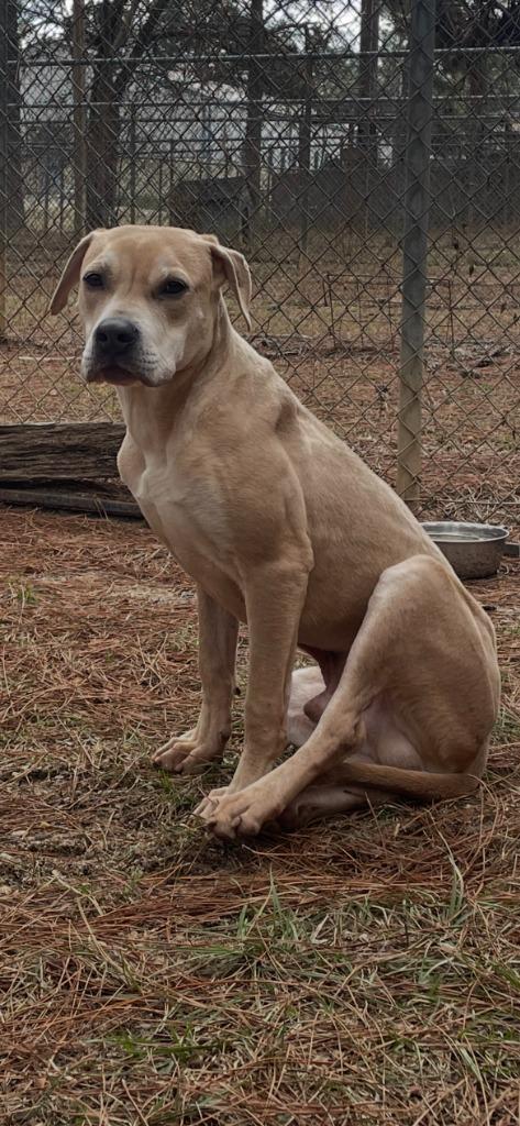 Bumper, a Adoptable mixed breed in Albany, GA image 5/5