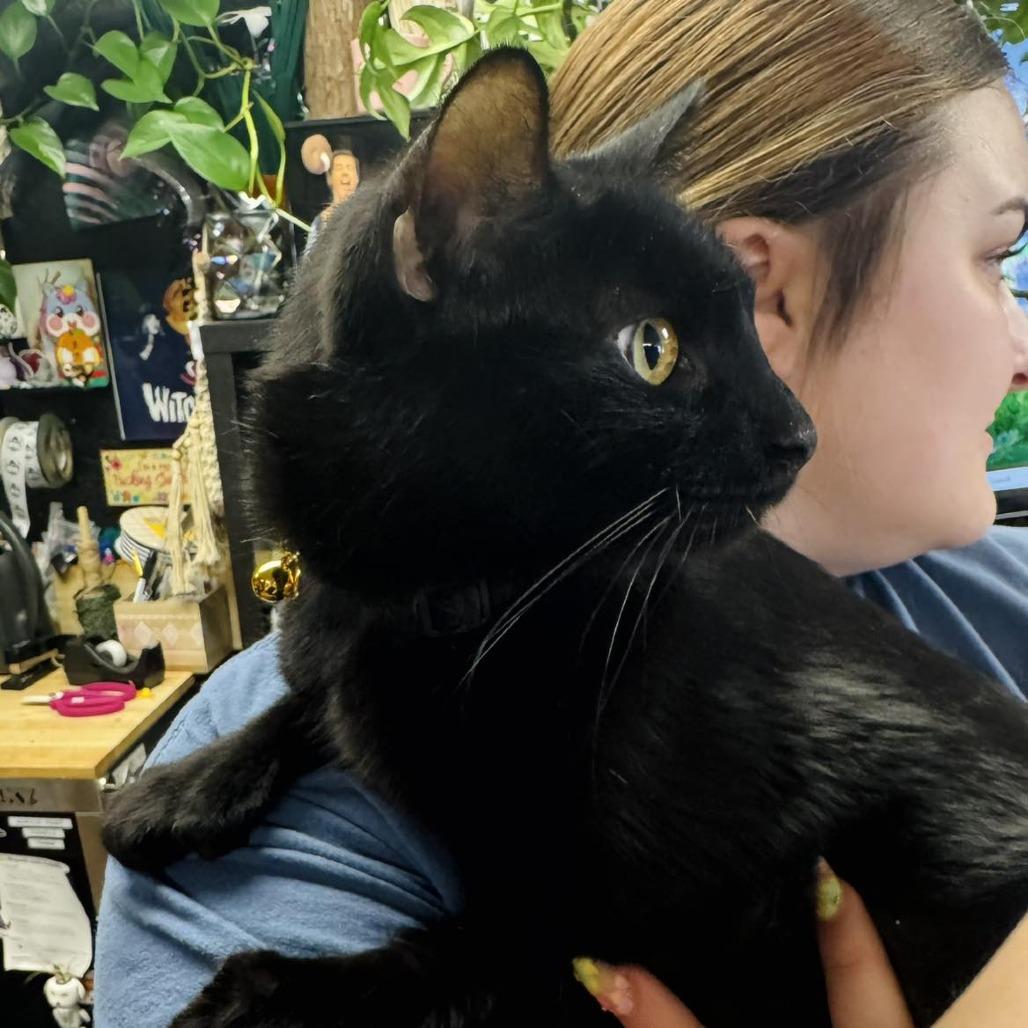 Digit, Adoptable, Adult Male Domestic Short Hair.