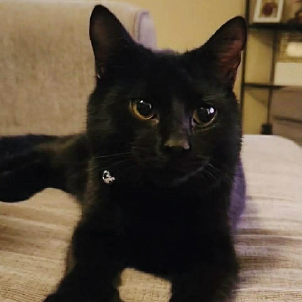 Enlarge Digit, a Adoptable mixed breed in Port Neches, TX image 2/2