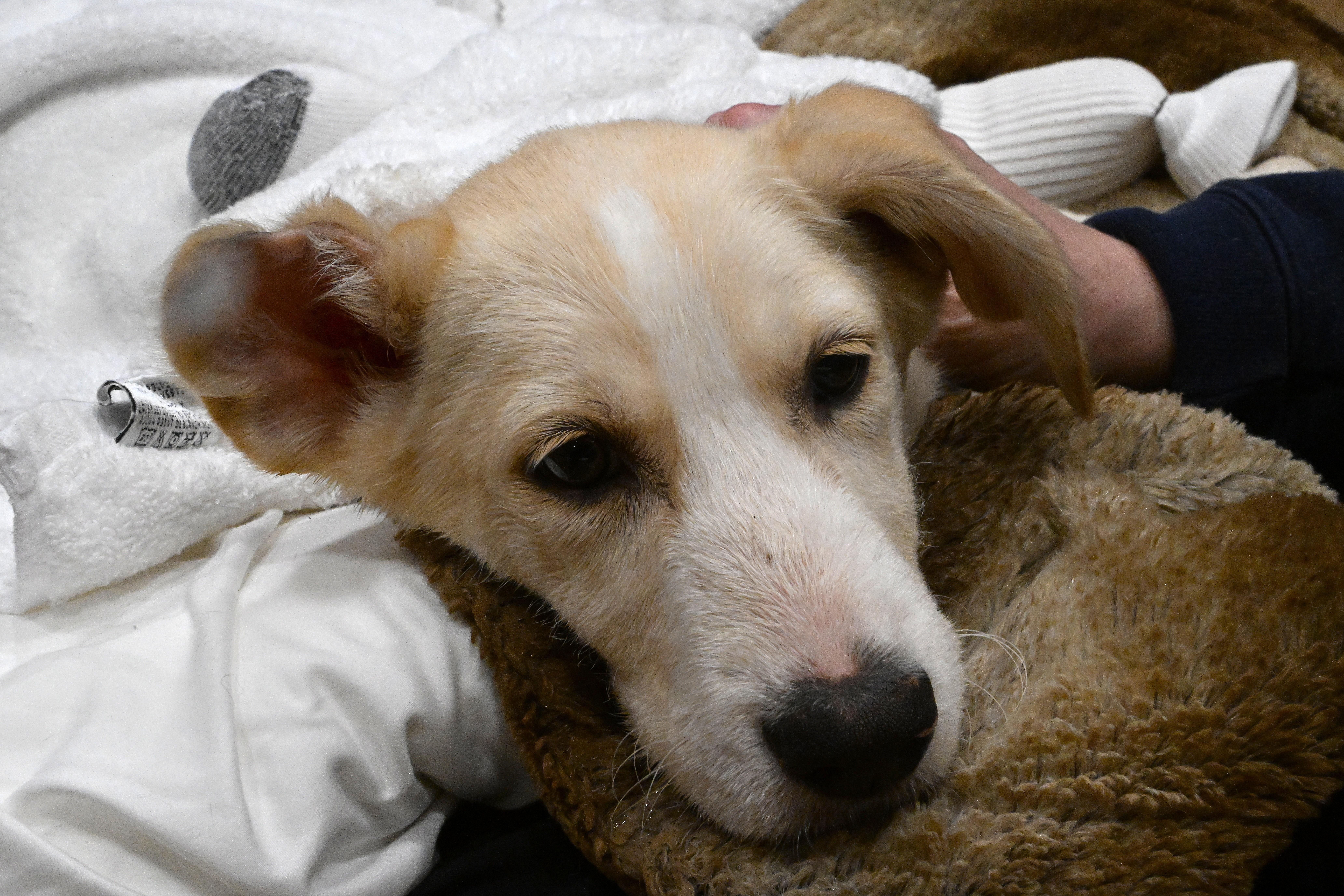 Boo, Adopted, Young Female Airedale Terrier & Mixed Breed.