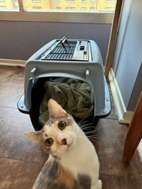 Kali, Adoptable, Young Female Domestic Short Hair.