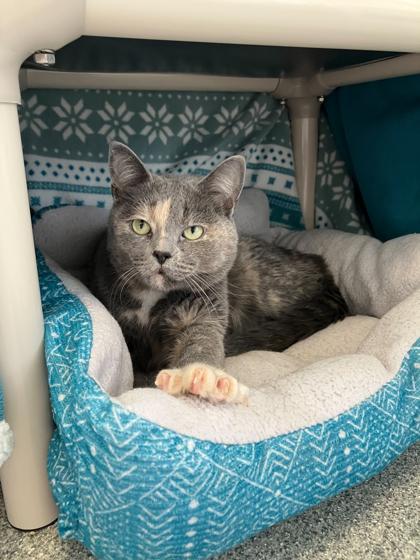 Chloe, Adoptable, Adult Female Domestic Short Hair & Domestic Short Hair.