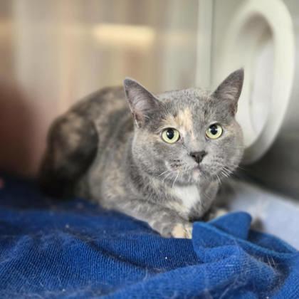 Chloe, a Adoptable mixed breed in Madison, WI image 2/3