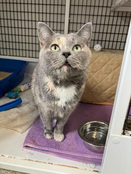 Chloe, a Adoptable mixed breed in Madison, WI image 3/3