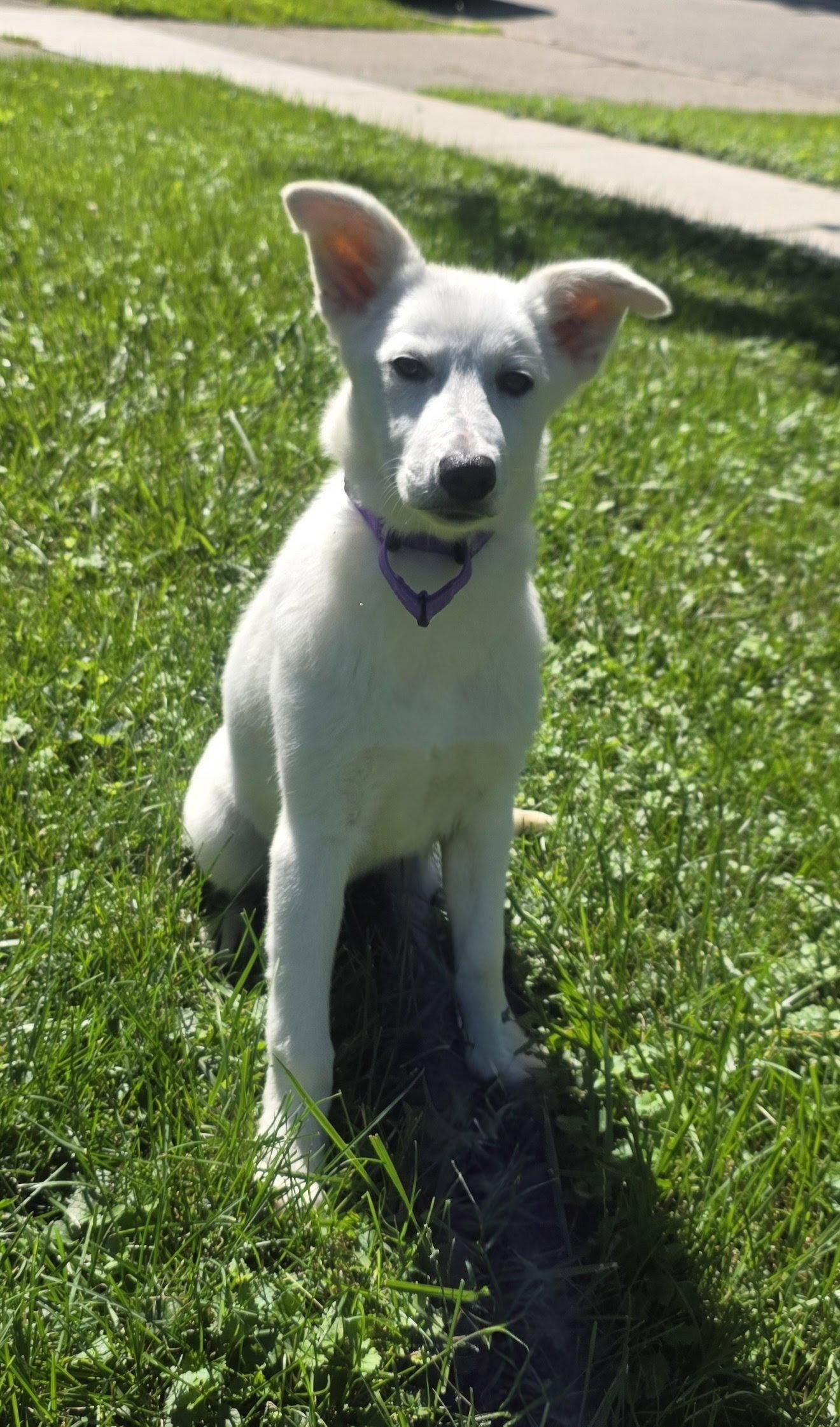 Misty, Adoptable, Young Female Shepherd.
