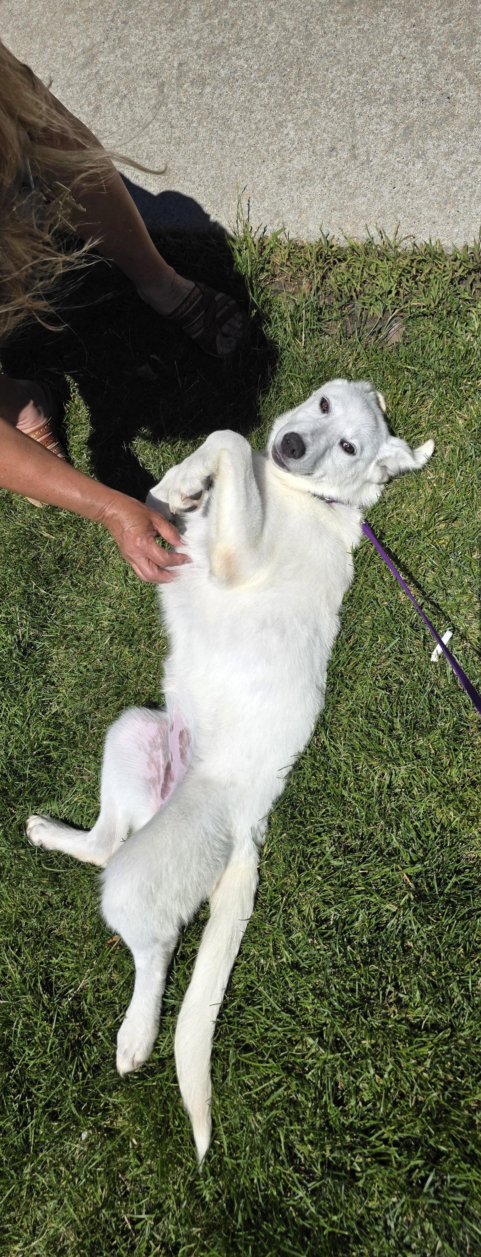 Misty, a Adoptable Shepherd in Elgin, IL image 2/3