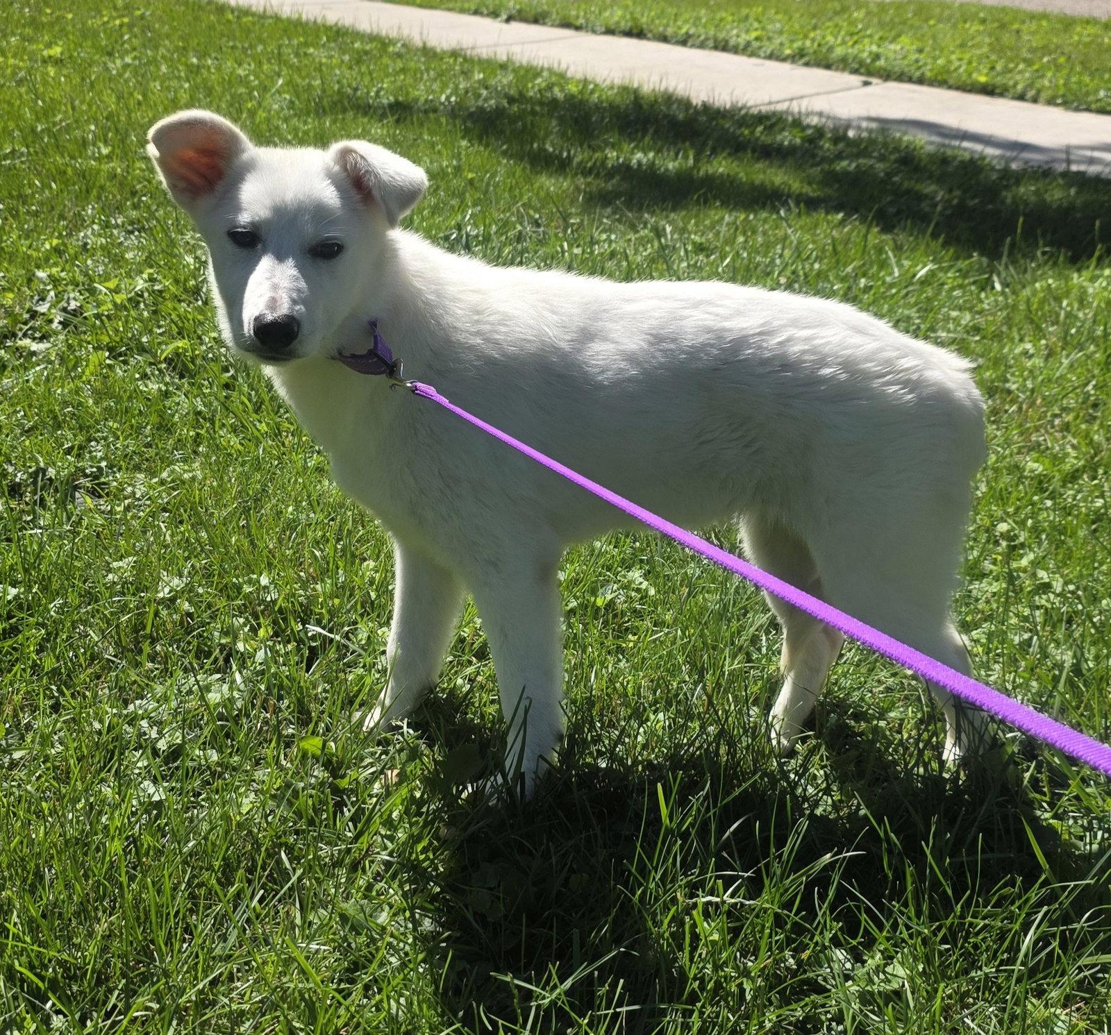 Misty, a Adoptable Shepherd in Elgin, IL image 3/3