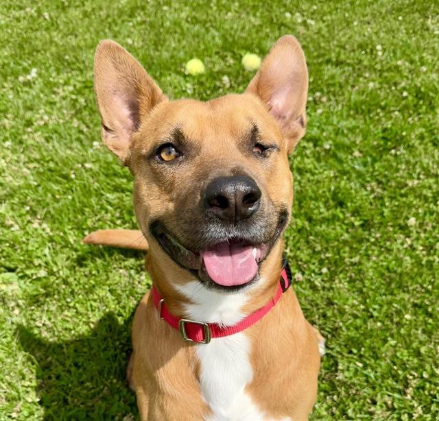 CAPTAIN JACK SPARROW, Adoptable, Adult Male Pit Bull Terrier.