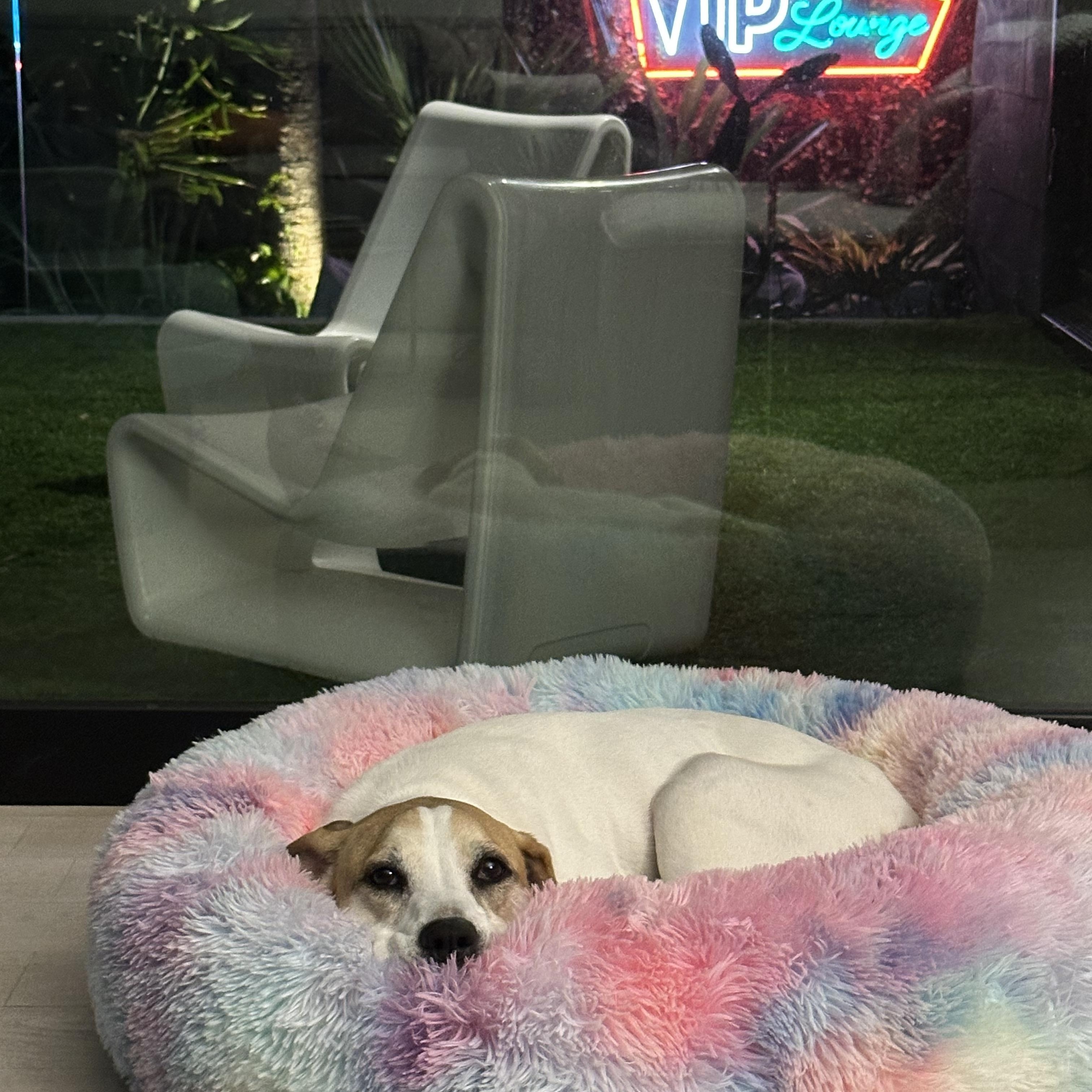 Laverne, a Adoptable mixed breed in Houston, TX image 2/6