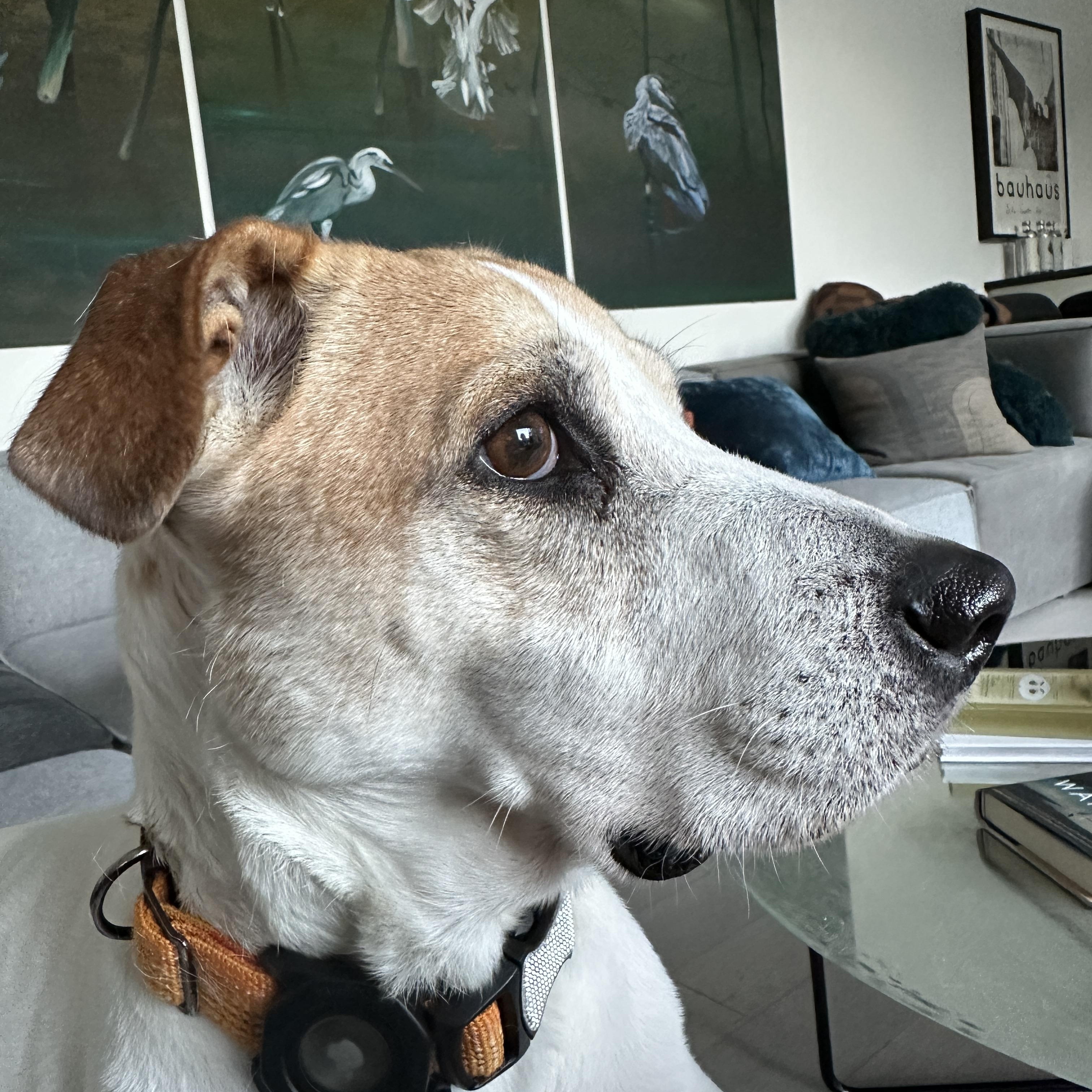 Laverne, a Adoptable mixed breed in Houston, TX image 3/6