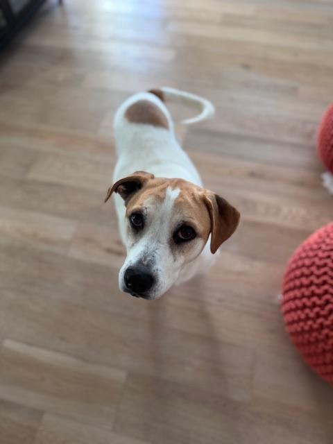 Laverne, Adoptable, Adult Female Labrador Retriever & Hound.