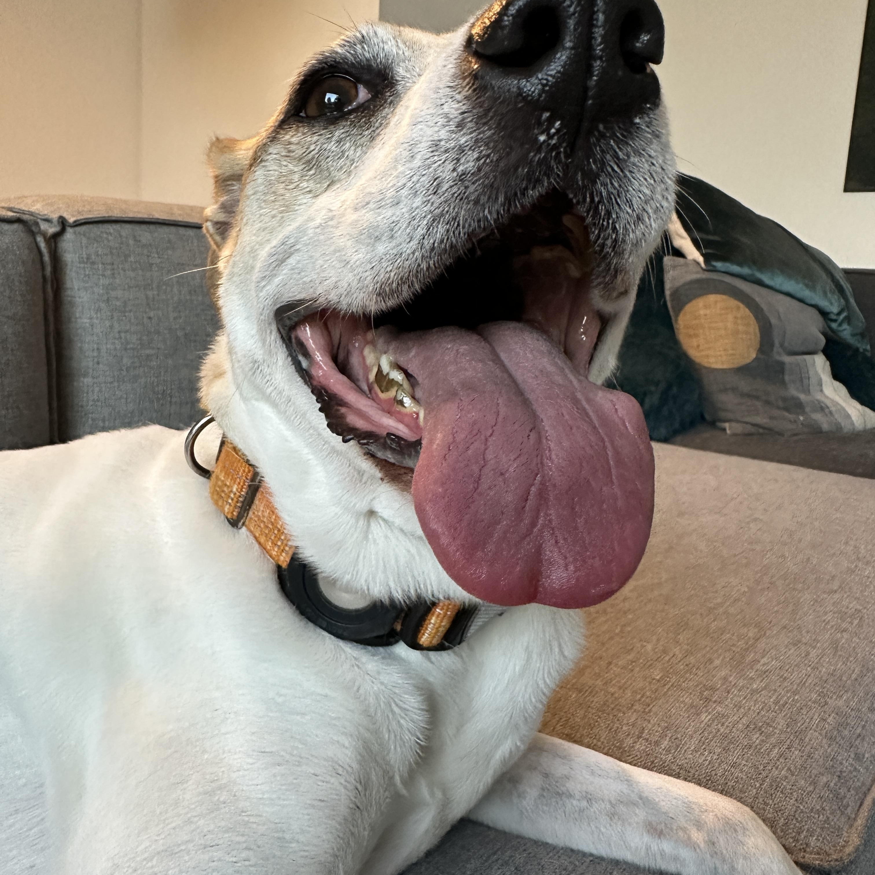 Laverne, a Adoptable mixed breed in Houston, TX image 4/6