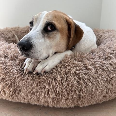 Laverne, a Adoptable mixed breed in Houston, TX image 5/6