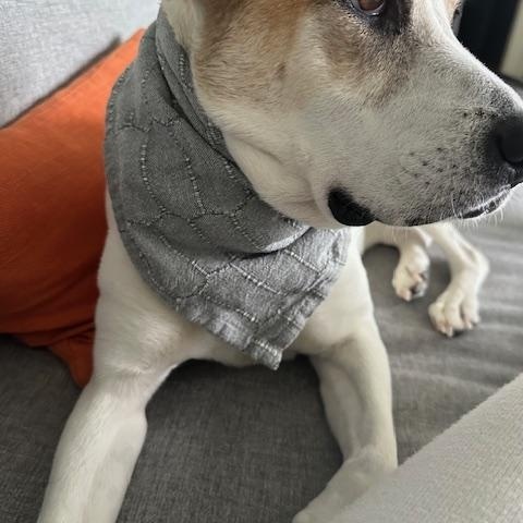 Laverne, a Adoptable mixed breed in Houston, TX image 6/6