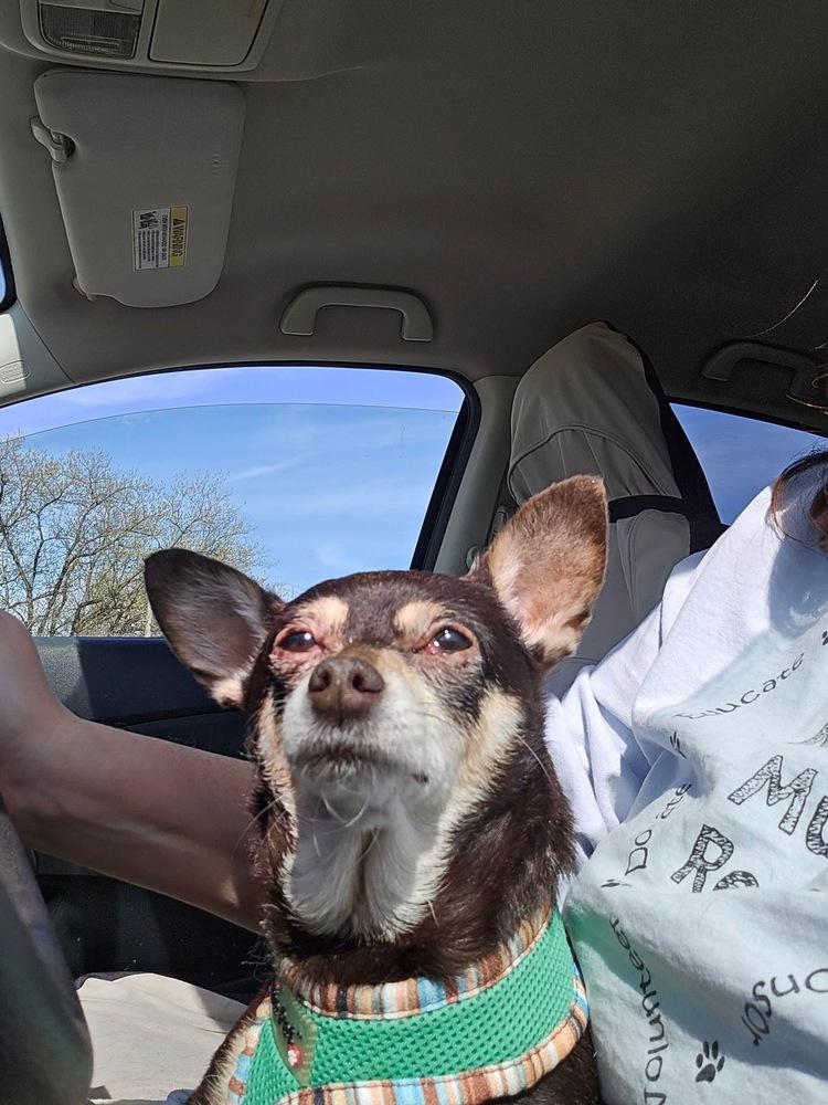 Liljah, Adoptable, Senior Female Chihuahua.