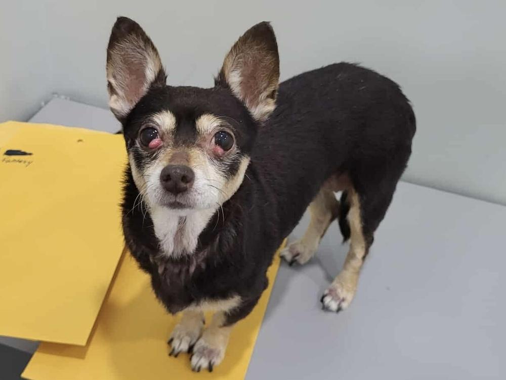 Enlarge Liljah, a Adoptable mixed breed in Pottstown, PA image 2/6