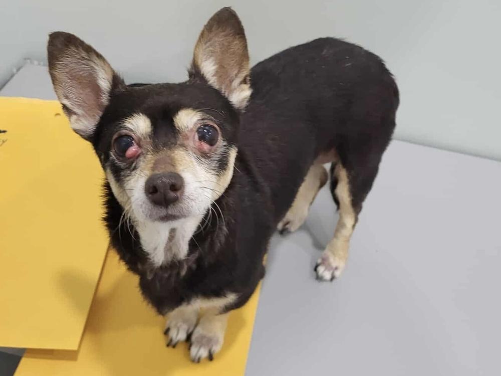 Enlarge Liljah, a Adoptable mixed breed in Pottstown, PA image 3/6