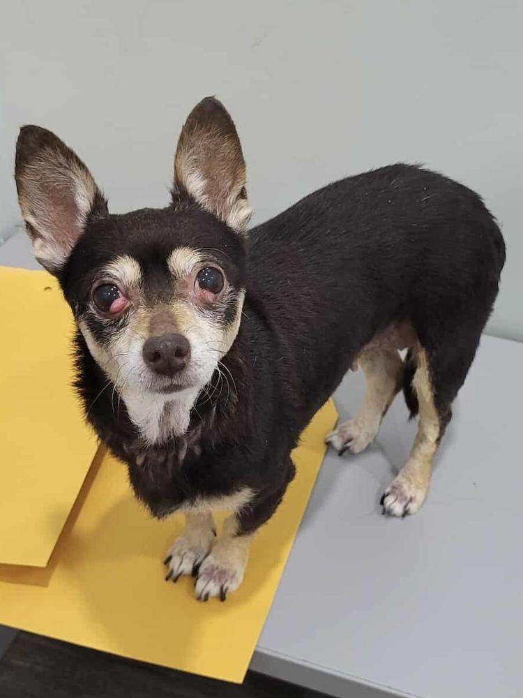 Enlarge Liljah, a Adoptable mixed breed in Pottstown, PA image 4/6