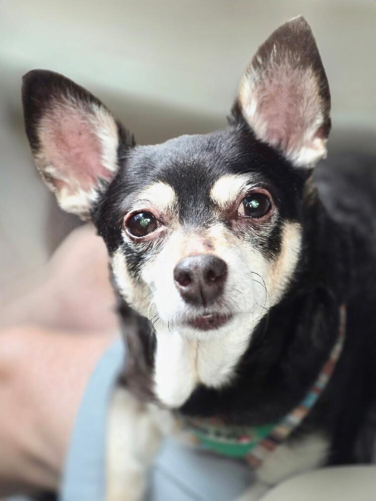 Enlarge Liljah, a Adoptable mixed breed in Pottstown, PA image 5/6