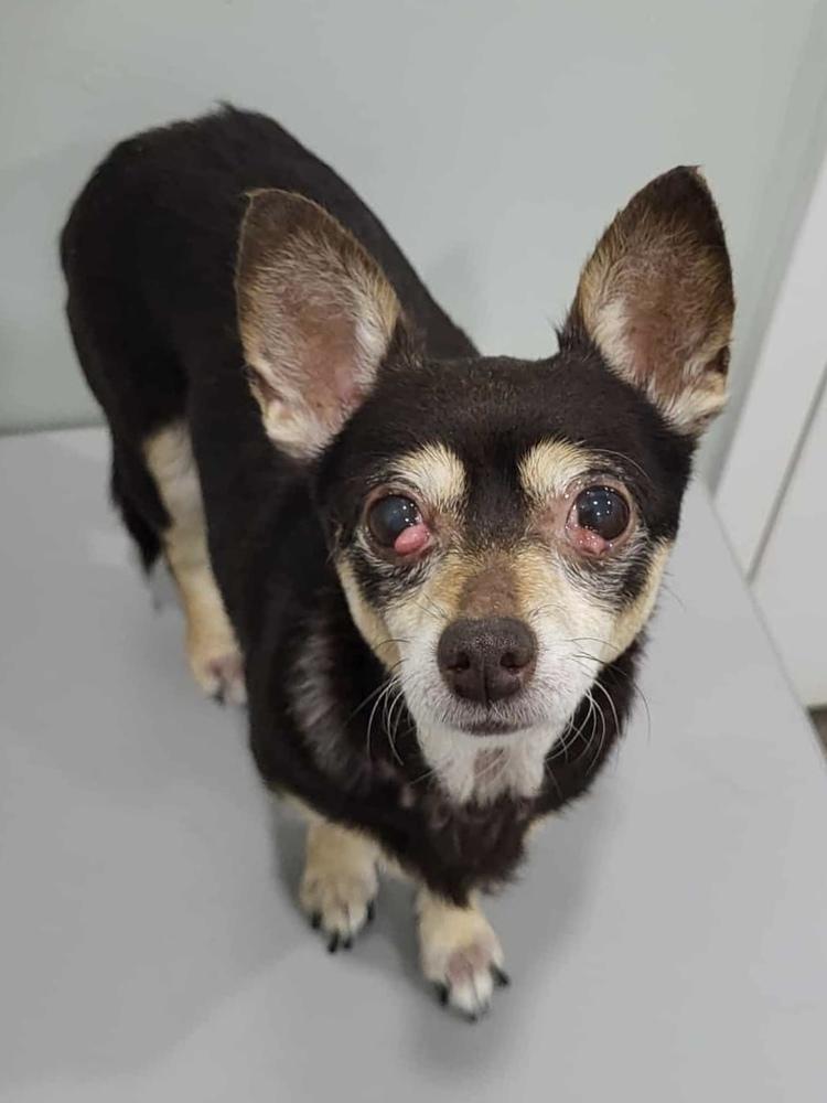 Enlarge Liljah, a Adoptable mixed breed in Pottstown, PA image 6/6