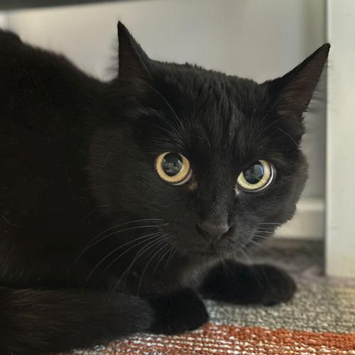 Bianca, Young Female Domestic Medium Hair