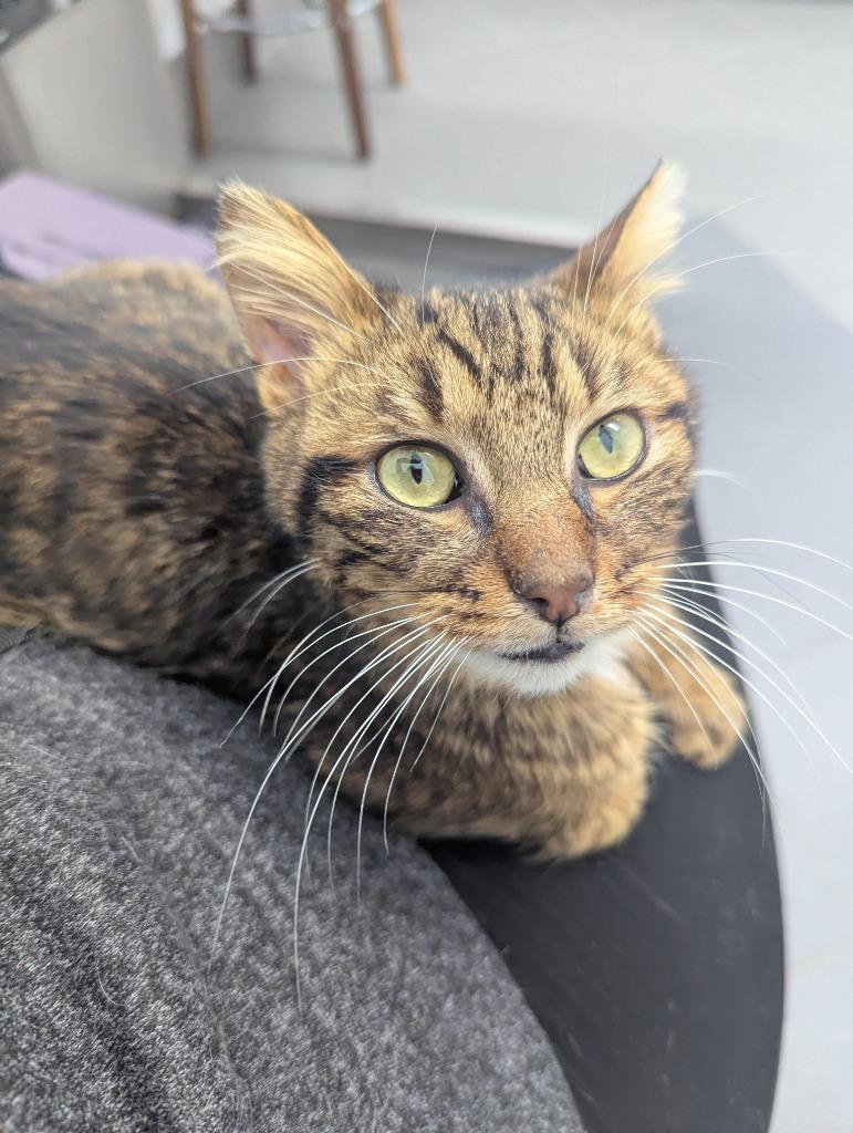 Hendrix, Adoptable, Kitten Male Domestic Short Hair.