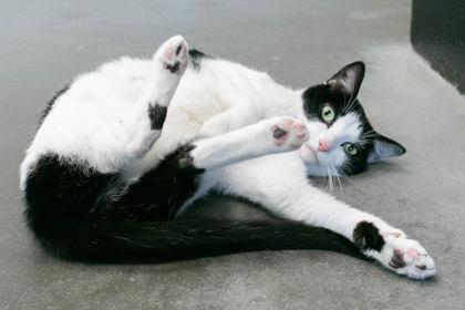 Luna, Adoptable, Adult Female Domestic Short Hair & Domestic Short Hair.