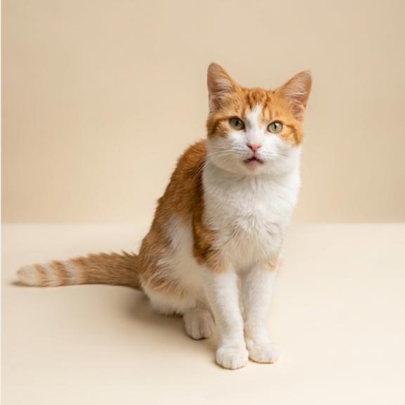 Mango, Adoptable, Adult Female Domestic Short Hair.