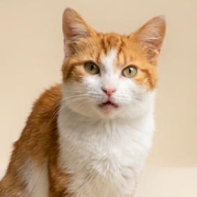 Enlarge Mango, a Adoptable Domestic Short Hair in Columbia Station, OH image 2/5