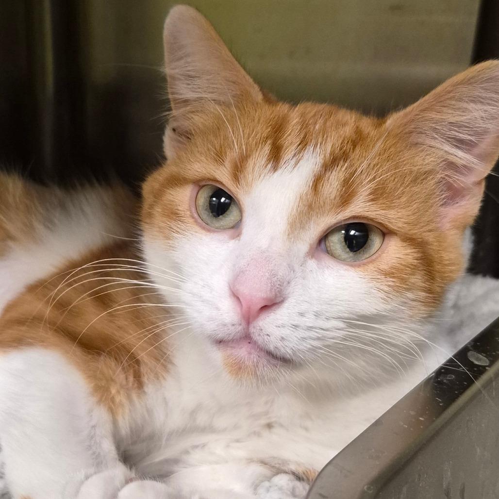 Enlarge Mango, a Adoptable Domestic Short Hair in Columbia Station, OH image 3/5