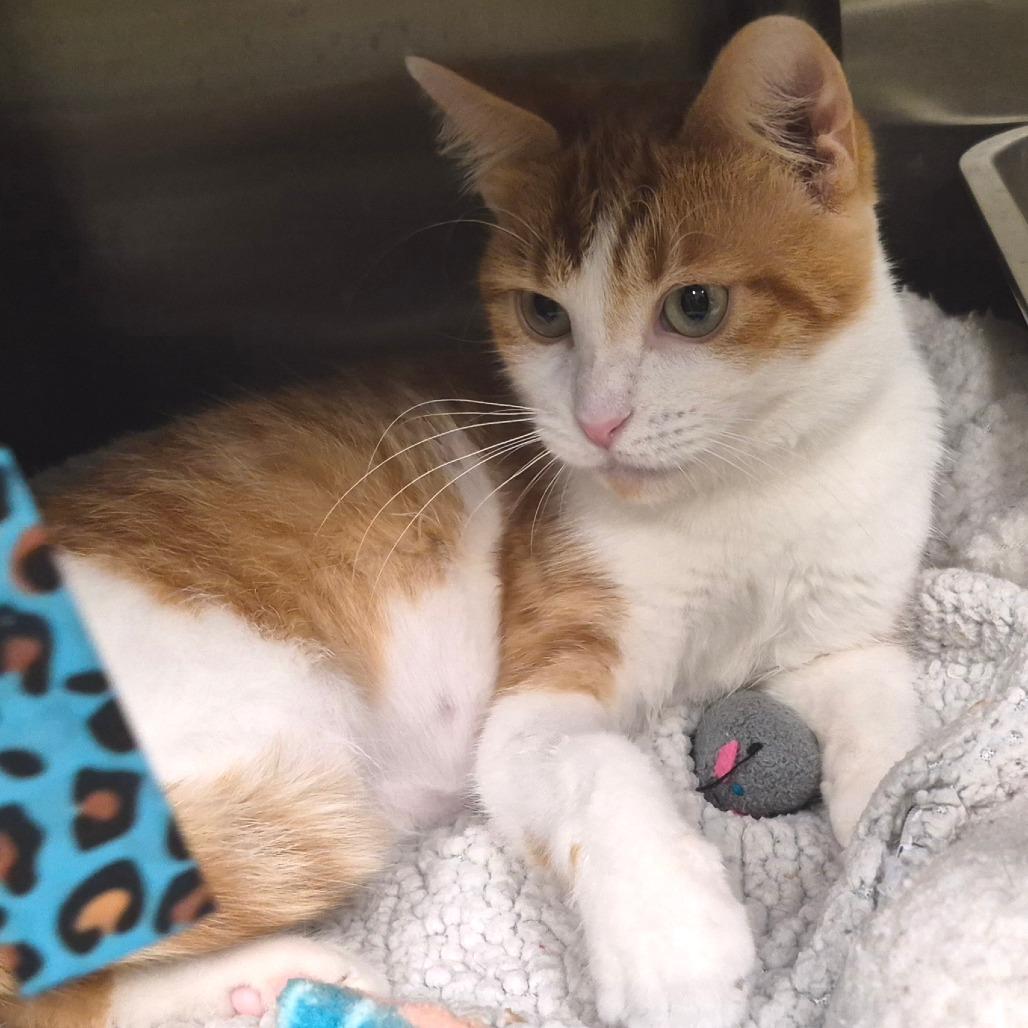 Enlarge Mango, a Adoptable Domestic Short Hair in Columbia Station, OH image 4/5