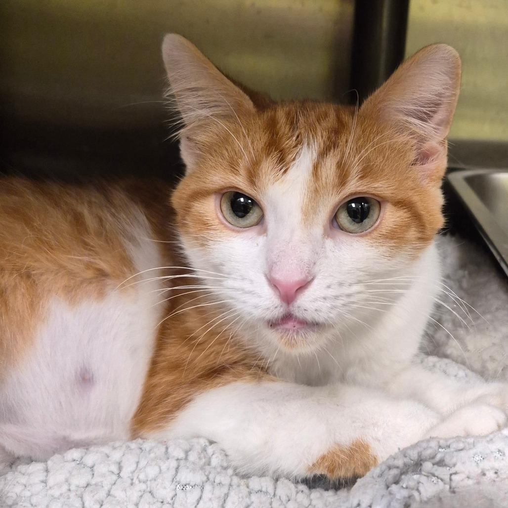 Enlarge Mango, a Adoptable Domestic Short Hair in Columbia Station, OH image 5/5