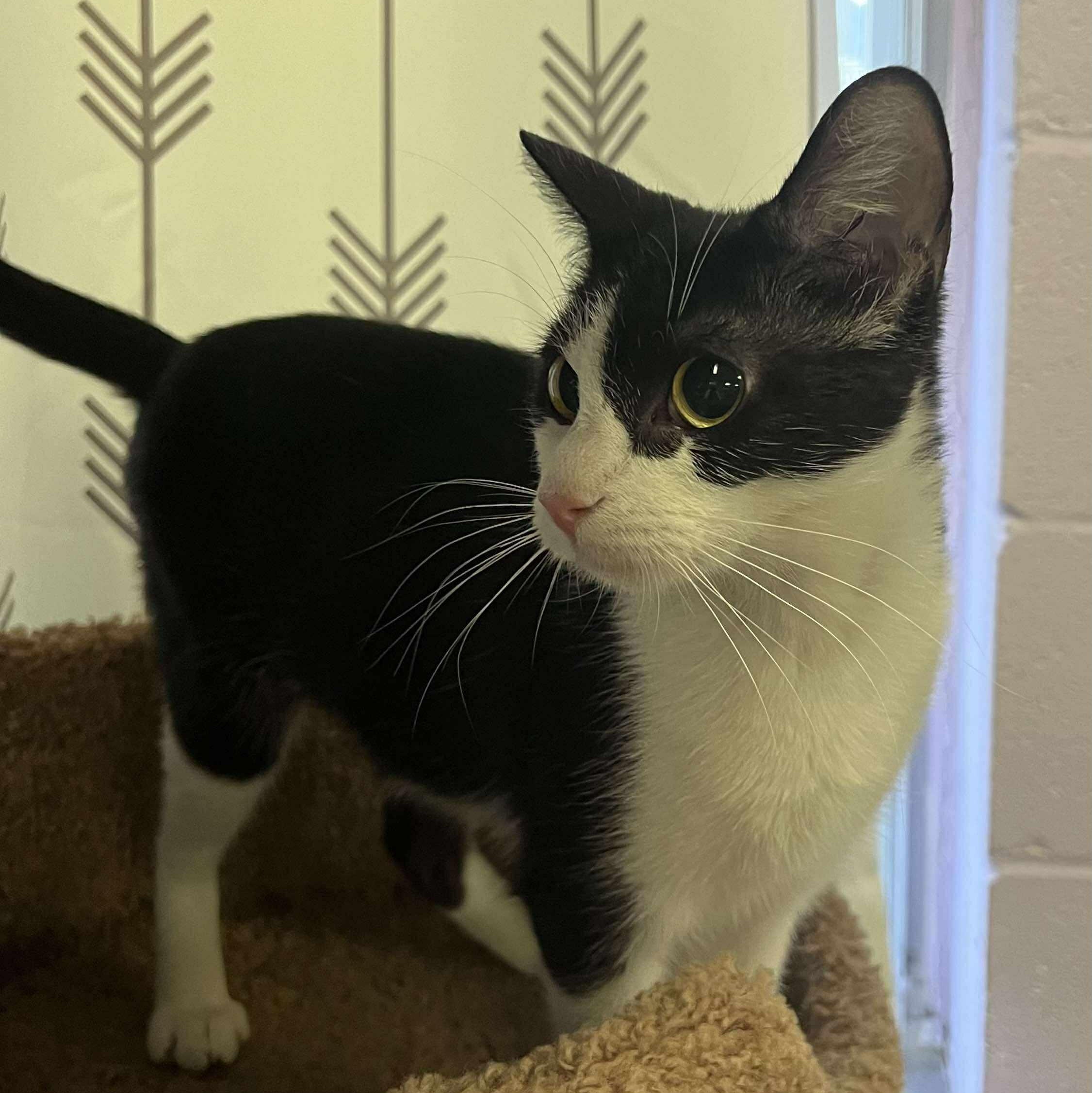 Ginny, a Adoptable Domestic Short Hair in Fulton, NY image 4/4