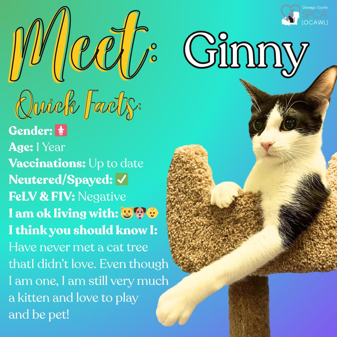 Ginny, a Adoptable Domestic Short Hair in Fulton, NY image 1/4