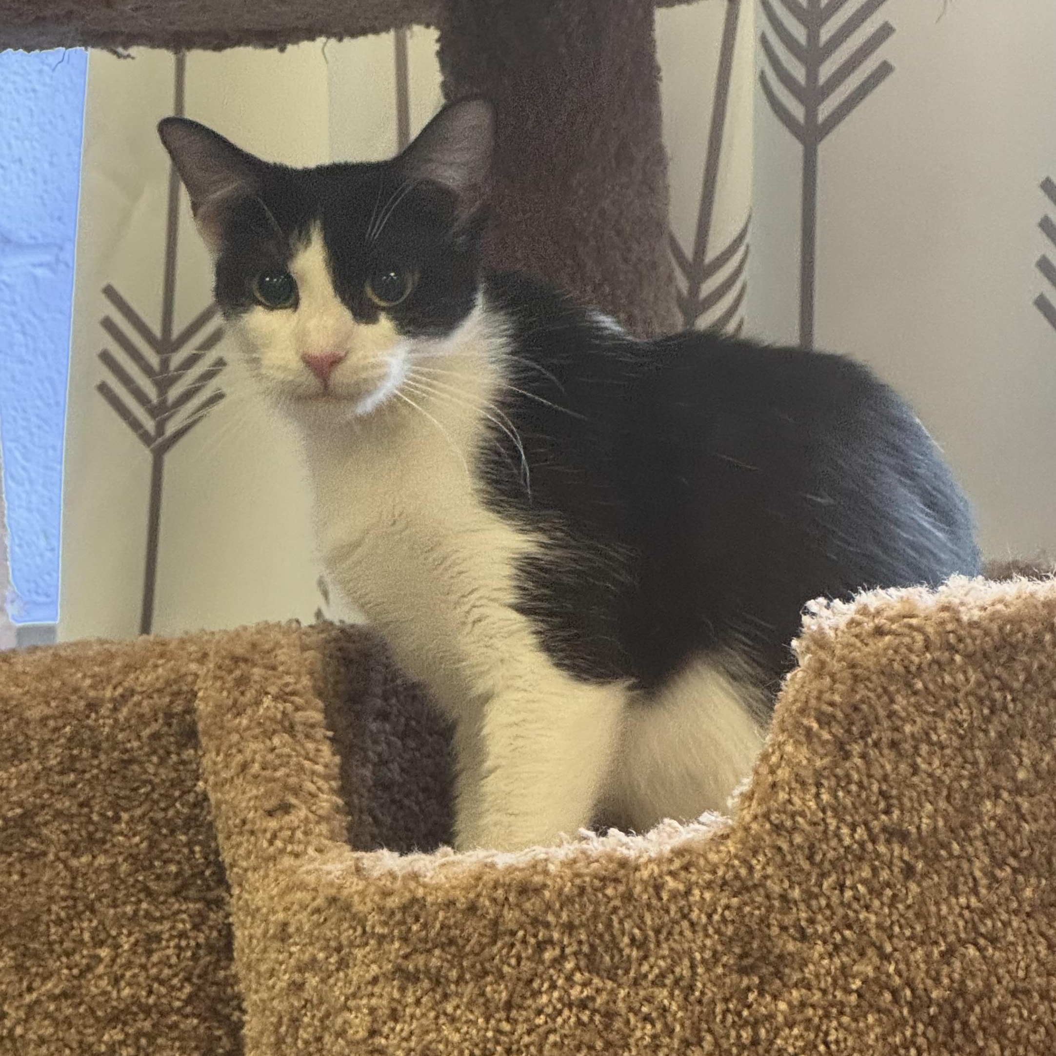 Ginny, a Adoptable Domestic Short Hair in Fulton, NY image 2/4