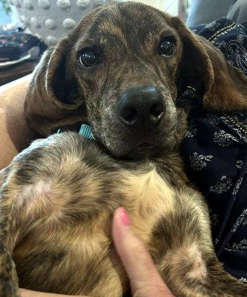 DREAMER, Adoptable, Young Male Basset Hound & Plott Hound.