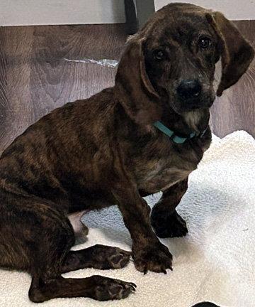 DREAMER, a Adoptable mixed breed in Mays Landing, NJ image 2/3