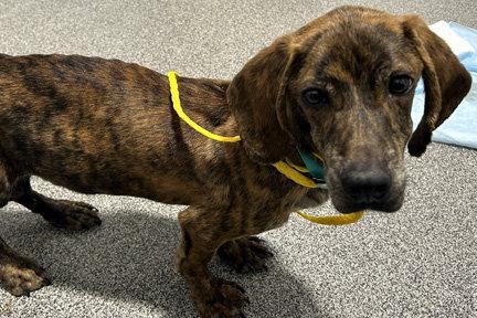 DREAMER, a Adoptable mixed breed in Mays Landing, NJ image 3/3
