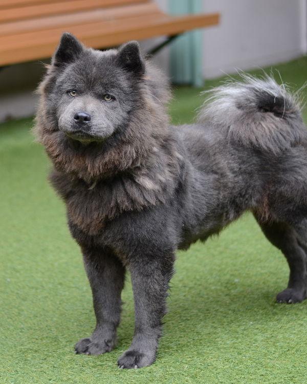 LADY 307805, Adopted, Young Female Chow Chow.