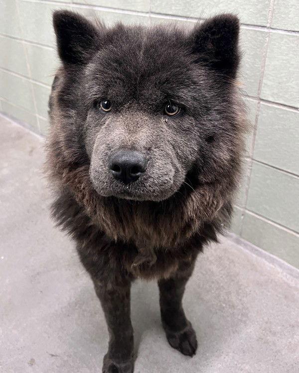 LADY 307805, a Adopted Chow Chow in Petaluma, CA image 2/2