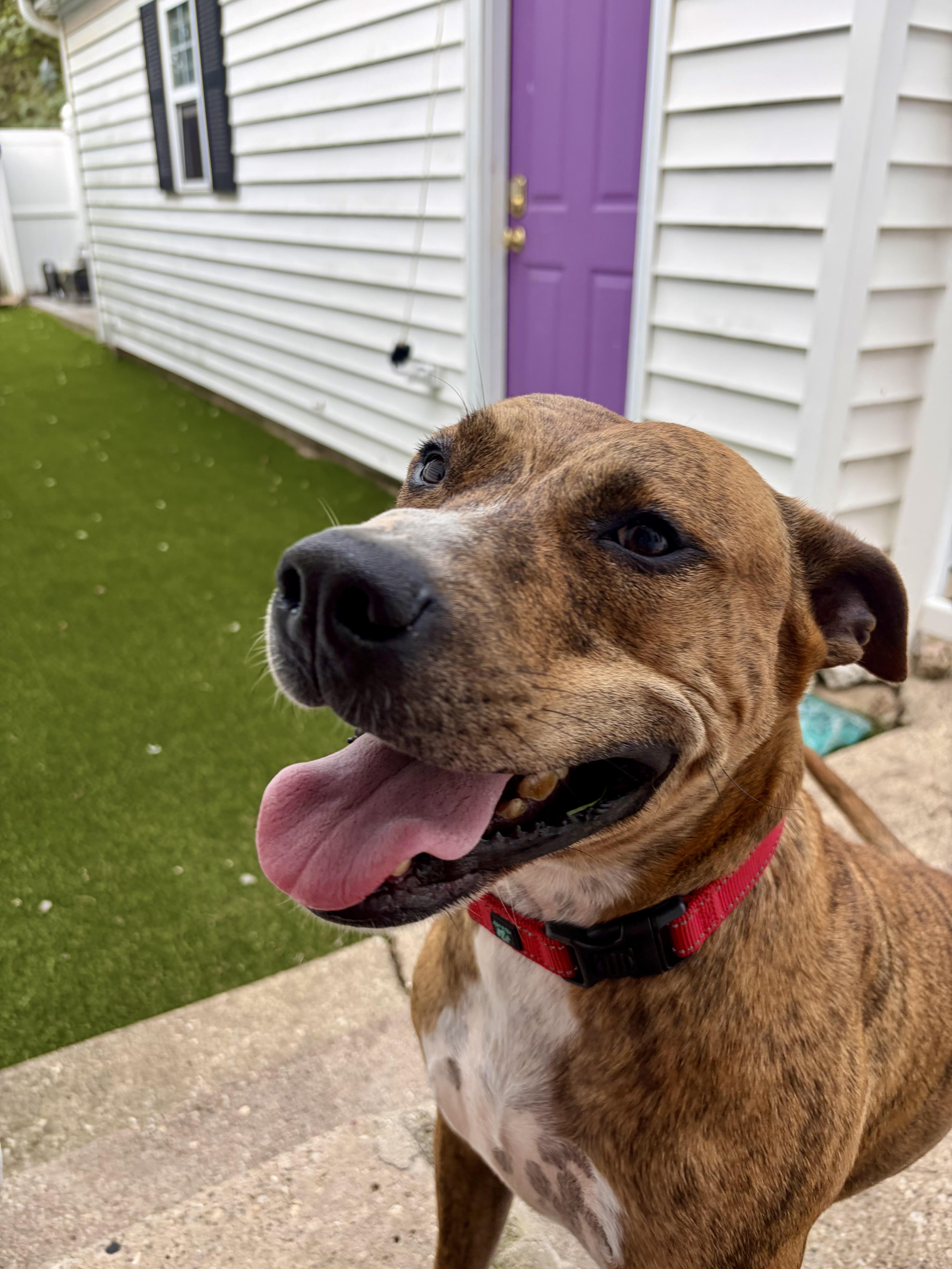 Enlarge March, a Adoptable mixed breed in Chicago, IL image 1/4