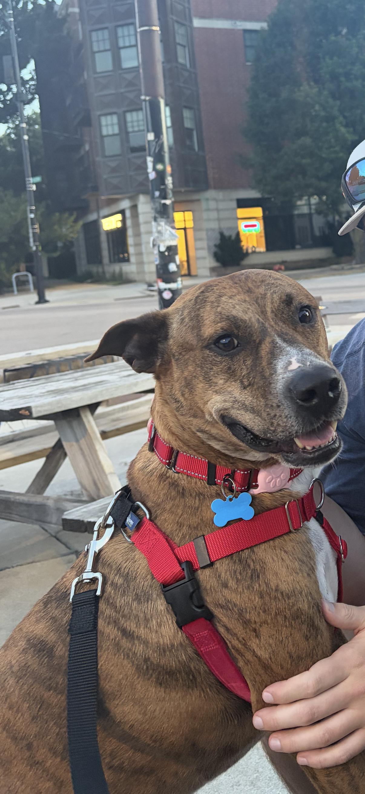 Enlarge March, a Adoptable mixed breed in Chicago, IL image 3/4