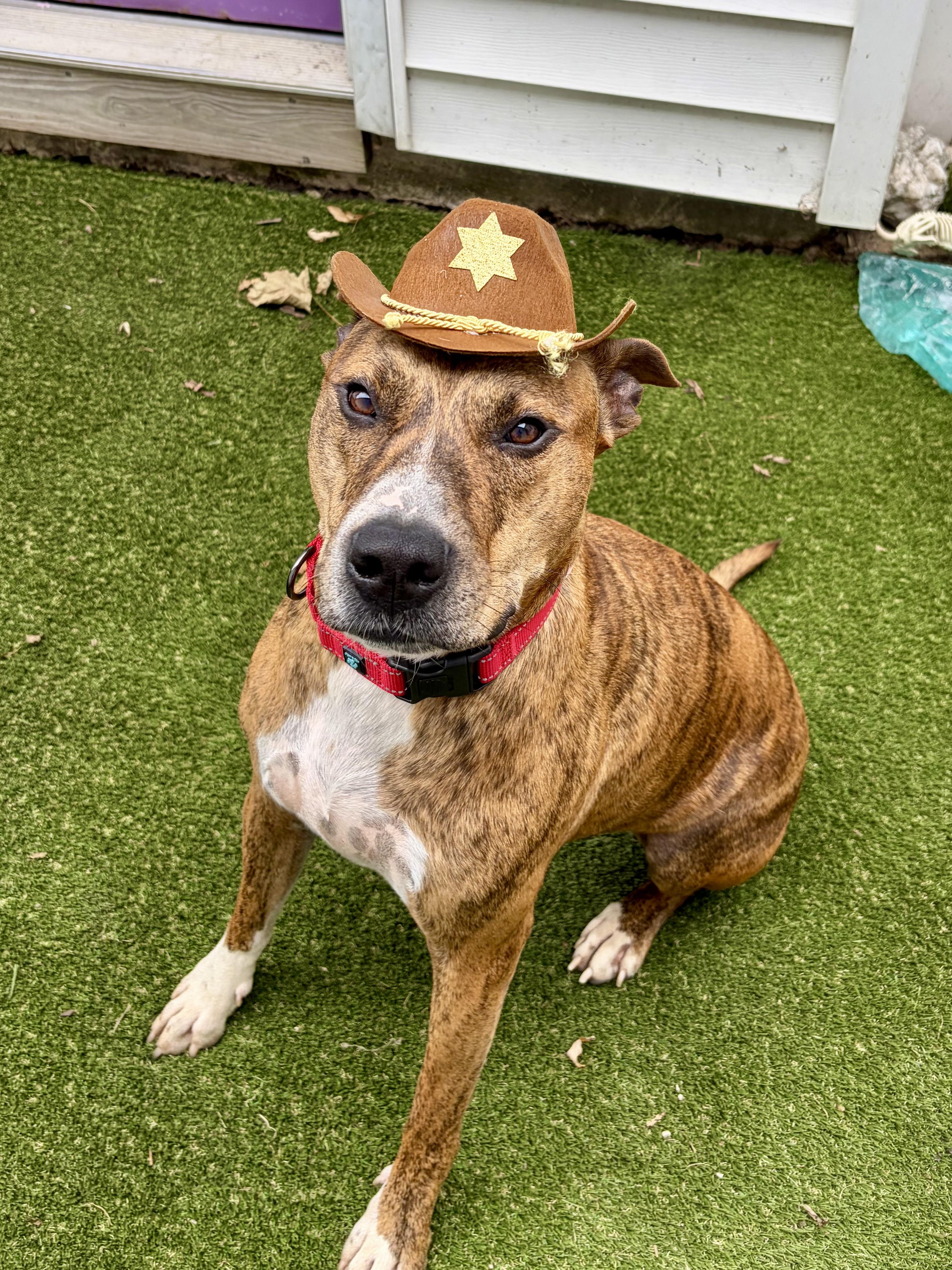 Enlarge March, a Adoptable mixed breed in Chicago, IL image 2/4