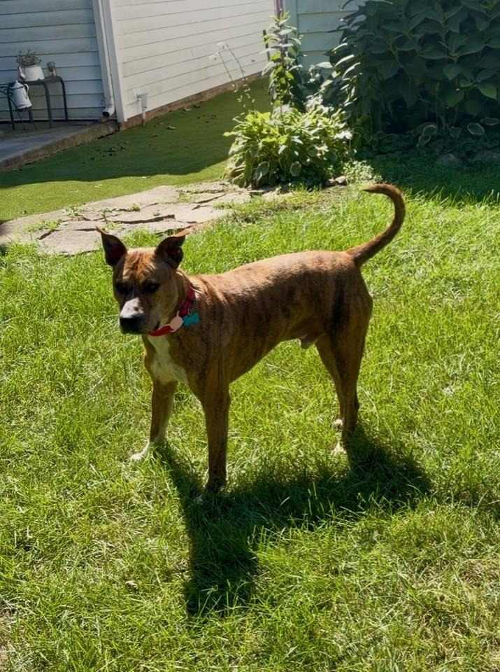Enlarge March, a Adoptable mixed breed in Chicago, IL image 4/4