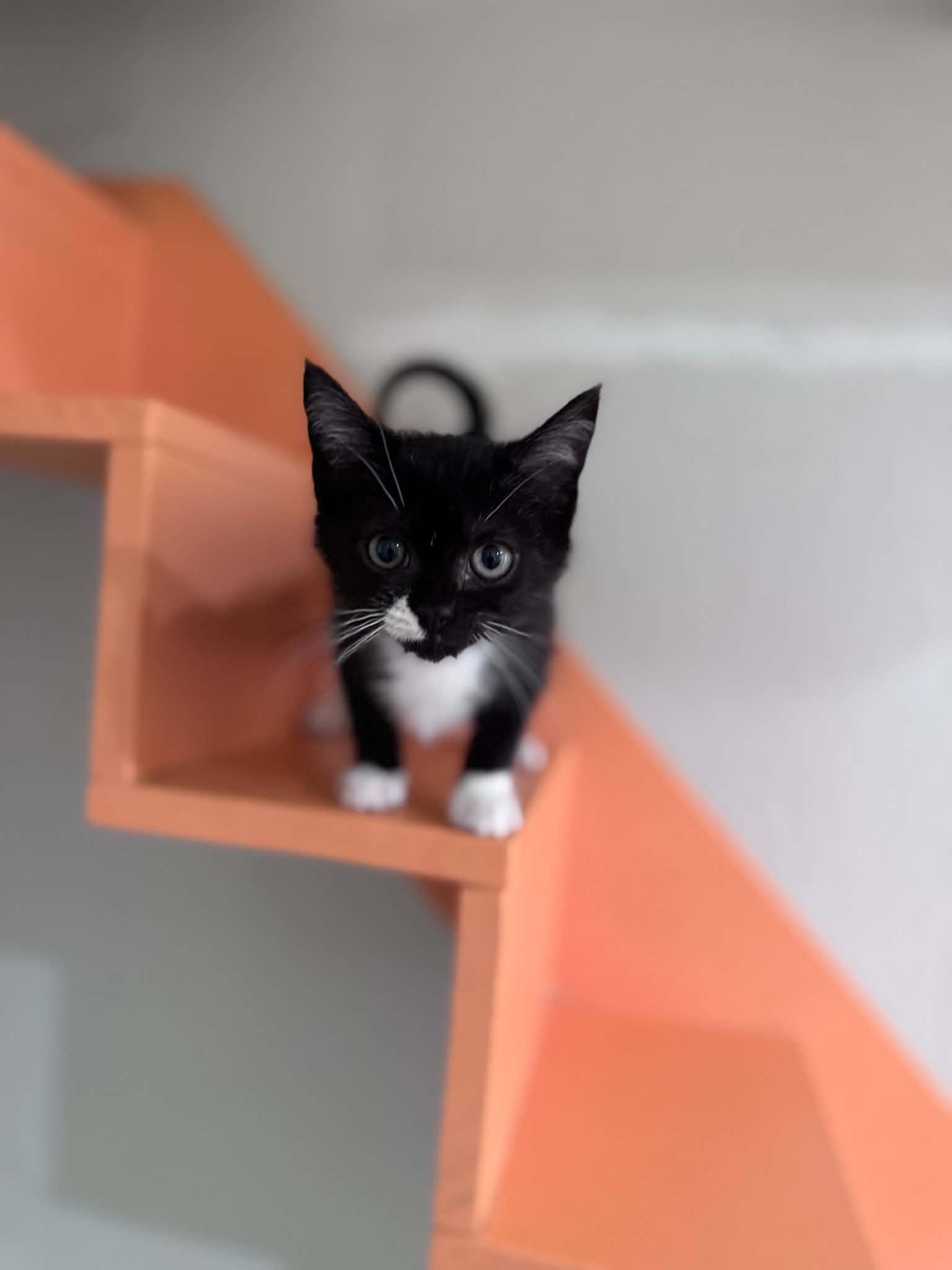 Forrest, a ADOPTABLE Domestic Short Hair in Myakka City, FL image 3/3