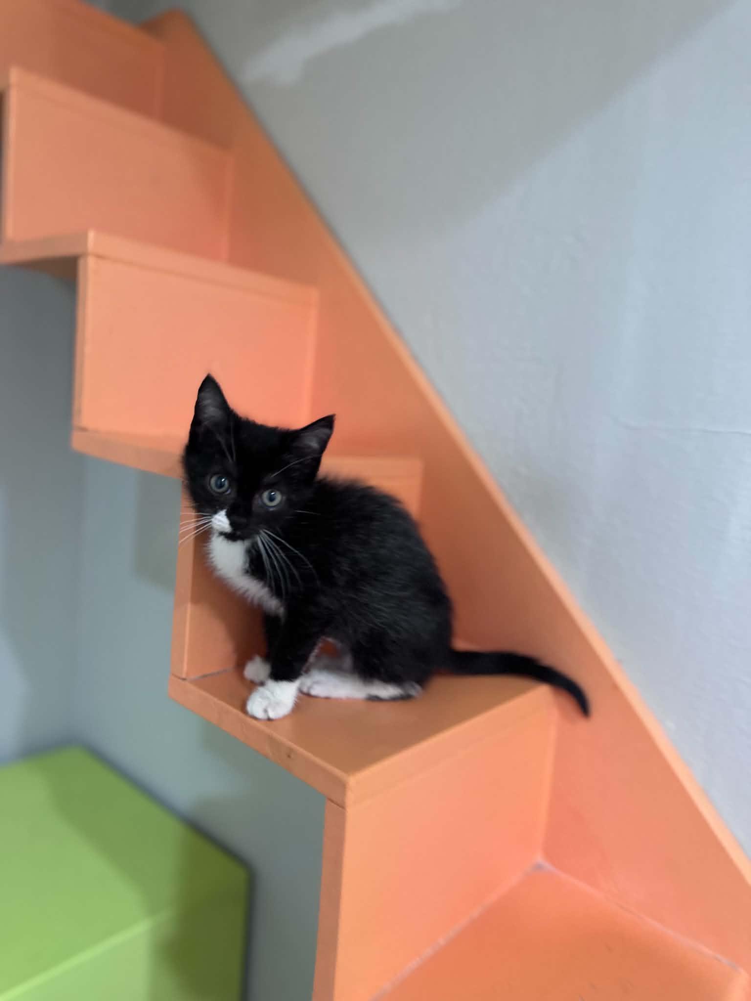 Forrest, a ADOPTABLE Domestic Short Hair in Myakka City, FL image 1/3