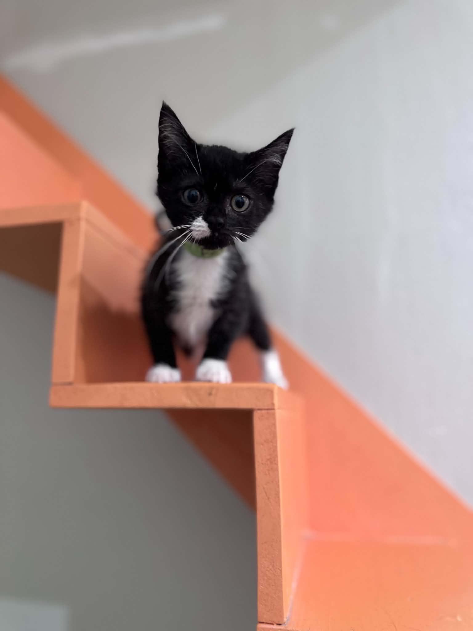 Forrest, a ADOPTABLE Domestic Short Hair in Myakka City, FL image 2/3